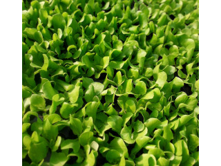 Rasad zelene salate