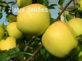 vocne-sadnice-jabuke-small-0