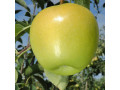 sadnice-jabuke-zlatni-delises-small-2