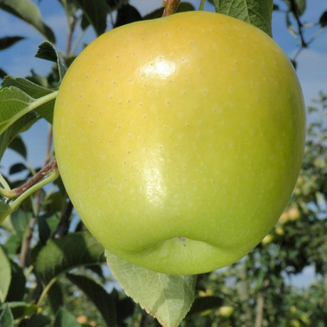 sadnice-jabuke-zlatni-delises-big-2