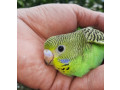 odgajivacnica-papagaja-i-sitnih-zivotinja-small-2