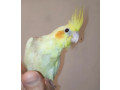 odgajivacnica-papagaja-i-sitnih-zivotinja-small-3