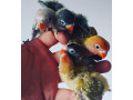 odgajivacnica-papagaja-i-sitnih-zivotinja-small-1