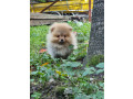 pomeranac-boo-tea-cup-stene-small-4