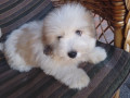 stenci-coton-de-tulear-small-3