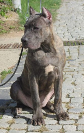 cane-corso-stenci-big-0