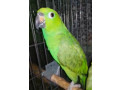 rucno-hranjeni-papagaji-small-4