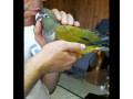 rucno-hranjeni-papagaji-small-1