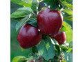vocne-sadnice-jabuke-small-2