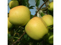 vocne-sadnice-jabuke-small-1