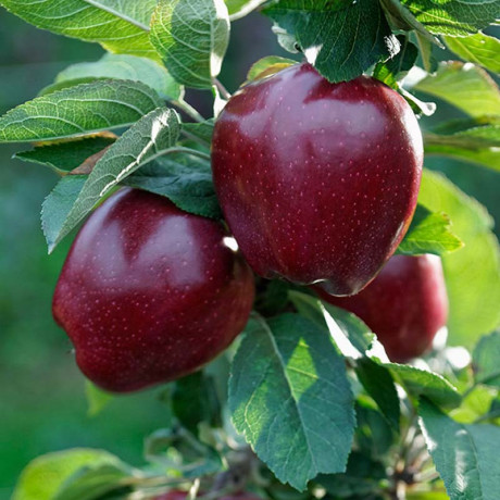 vocne-sadnice-jabuke-big-2