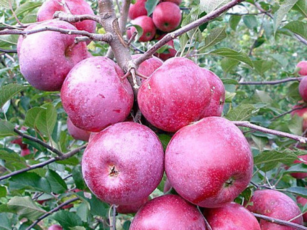 vocne-sadnice-jabuke-big-3