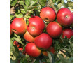 sadnice-jabuke-small-2