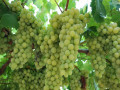 sadnice-grozdja-za-prolece-2023-veliki-izbor-sorti-small-4
