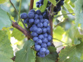 sadnice-grozdja-za-prolece-2023-veliki-izbor-sorti-small-2