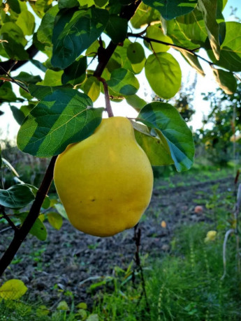 sadnice-dunje-prodaja-big-0