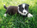 stenci-border-collie-small-1