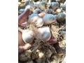 prodajem-domaci-prolecni-beli-luk-small-2