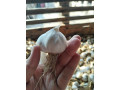 prodajem-domaci-prolecni-beli-luk-small-0