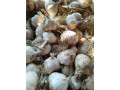 prodajem-domaci-prolecni-beli-luk-small-3