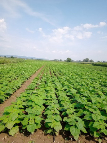 prodajem-sadnice-paulovnije-shan-tong-big-0