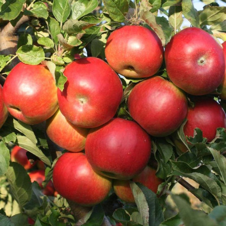 sadnice-jabuke-big-2
