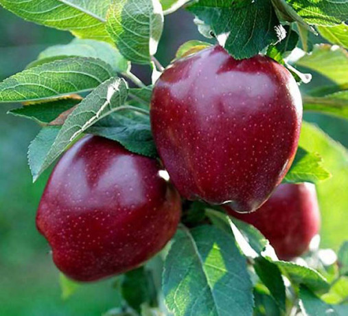sadnice-jabuke-big-0