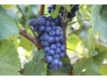 sadnice-vinove-loze-small-1