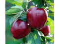 sadnice-jabuke-small-0