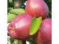 sadnice-jabuke-small-1