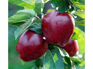 Sadnice jabuke