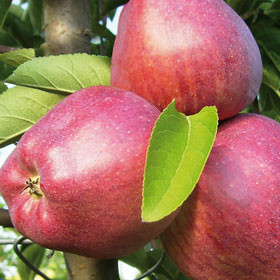 sadnice-jabuke-big-1