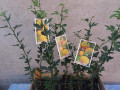 sadnice-citrusa-small-3