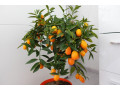 sadnice-citrusa-small-1