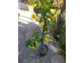 sadnice-citrusa-small-0