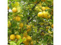 sadnice-citrusa-small-2
