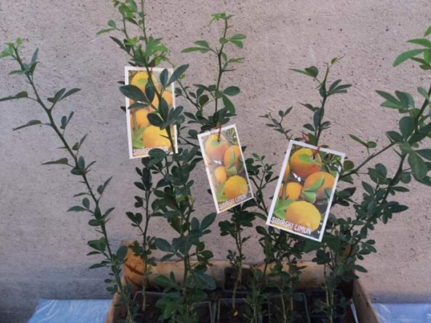 sadnice-citrusa-big-3