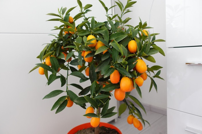 sadnice-citrusa-big-1