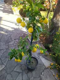 sadnice-citrusa-big-0