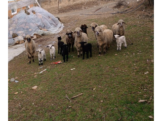 Ovce svrljiske sa jagnjicima na prodaju