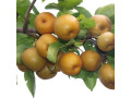 sadnice-japanske-kruske-small-2