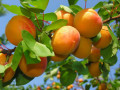 sadnice-kajsije-small-0
