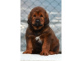 tibetski-mastiff-stenci-na-prodaju-small-3