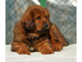 tibetski-mastiff-stenci-na-prodaju-small-2