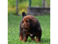 tibetski-mastiff-stenci-na-prodaju-small-1