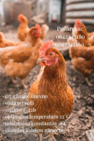 koke-nosilje-big-1