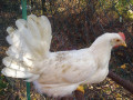 bele-koke-nosilje-small-3