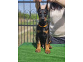 doberman-stenci-small-1