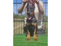 doberman-stenci-small-0