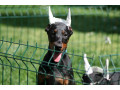 na-prodaju-stenci-dobermana-sampionskog-porekla-small-1